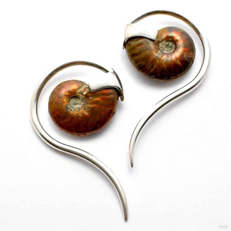 ammonite swans